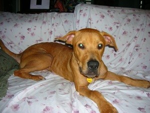 What Breed Is My Dog?